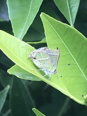 Chlorostrymon simaethis