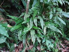 Leptochilus wrightii