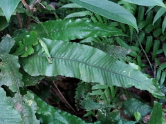 Leptochilus wrightii