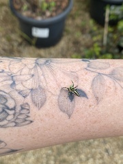 Cosmophasis micarioides