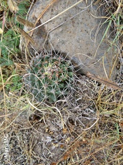 Coryphantha clavata