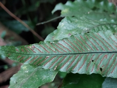 Leptochilus wrightii