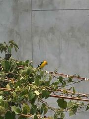 Pheucticus chrysogaster