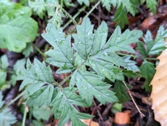 Rubus laciniatus