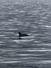 Fulica ardesiaca