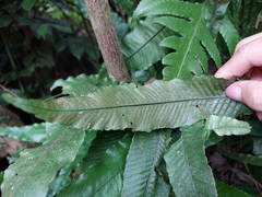Leptochilus wrightii