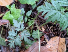 Rubus laciniatus