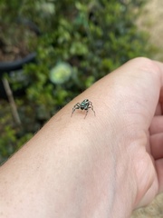 Cosmophasis micarioides