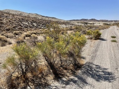 Ericameria paniculata