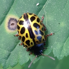 Calligrapha polyspila