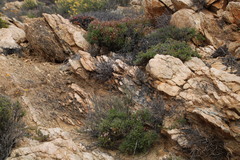Pelargonium crithmifolium