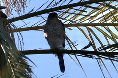 Accipiter cooperii