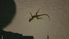 Anolis grahami