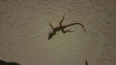 Anolis grahami