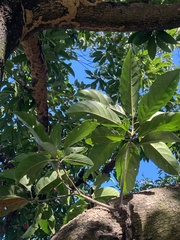 Elaeocarpus serratus