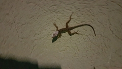 Anolis grahami