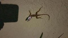 Anolis grahami