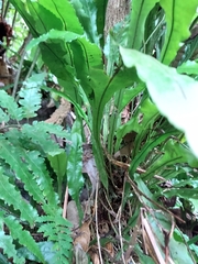 Leptochilus wrightii