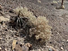 Atriplex hymenelytra