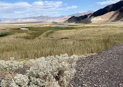 Atriplex hymenelytra