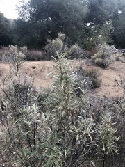 Eriodictyon trichocalyx lanatum