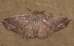 Synnomos firmamentaria