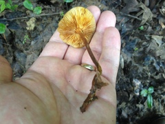 Heimiomyces tenuipes