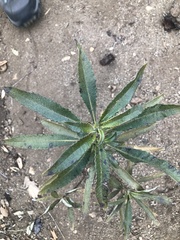 Eriodictyon trichocalyx lanatum