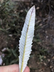 Eriodictyon trichocalyx lanatum