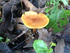 Heimiomyces tenuipes