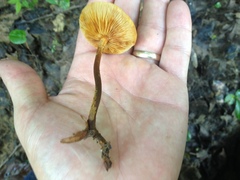 Heimiomyces tenuipes