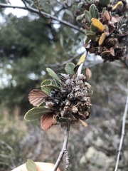 Cercocarpus betuloides betuloides