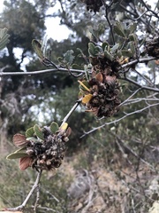 Cercocarpus betuloides betuloides