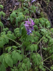 Corydalis scouleri