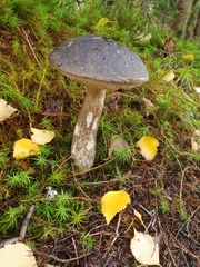 Leccinum variicolor