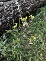 Sisymbrium orientale