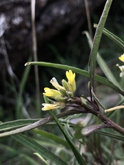Sisymbrium orientale