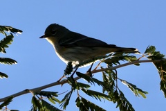 Setophaga coronata