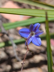 Hemerocallidoideae