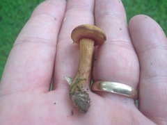 Chalciporus