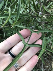 Sisymbrium orientale