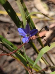 Hemerocallidoideae
