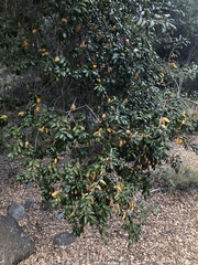 Quercus agrifolia oxyadenia