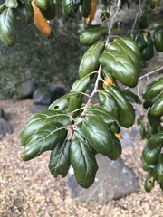 Quercus agrifolia oxyadenia