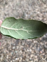 Quercus agrifolia oxyadenia