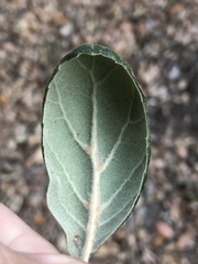 Quercus agrifolia oxyadenia