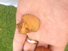 Chalciporus