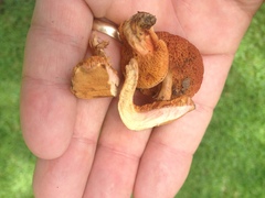 Chalciporus