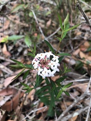 Pimelea linifolia