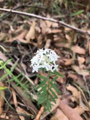 Pimelea linifolia